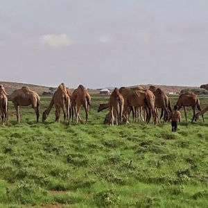 Meet your Posher, Said